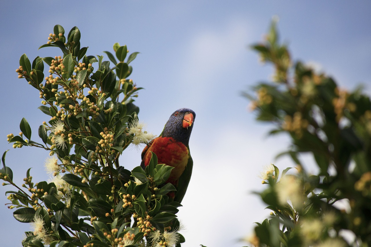 bird  parrot  colorful free photo