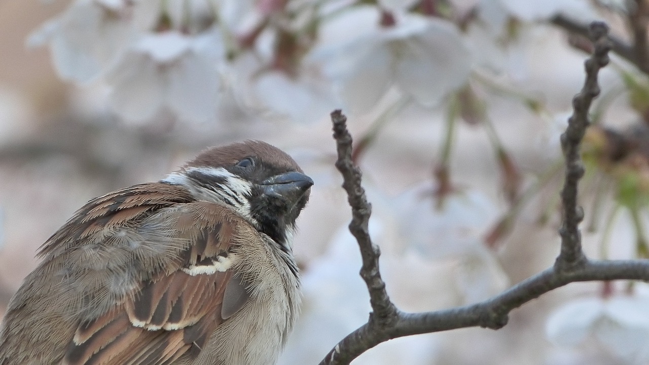 bird  sakura  spring free photo