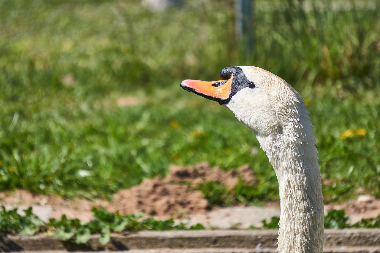 bird  swan  animal world free photo