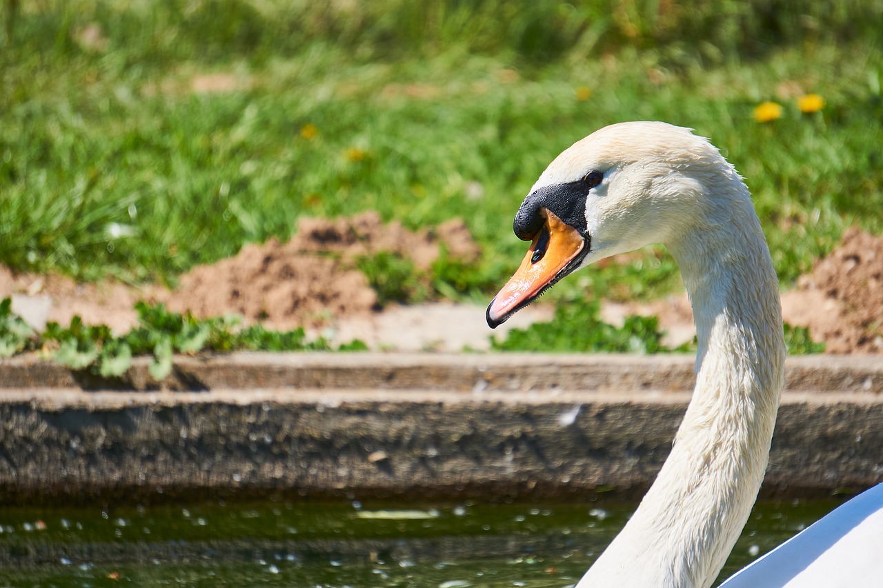 bird  swan  animal world free photo