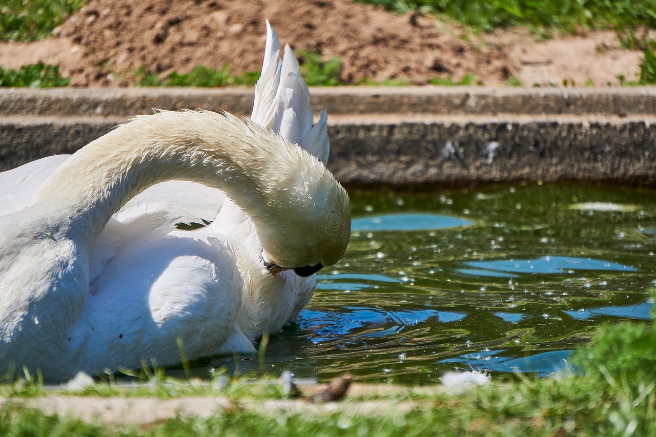 bird  swan  animal world free photo