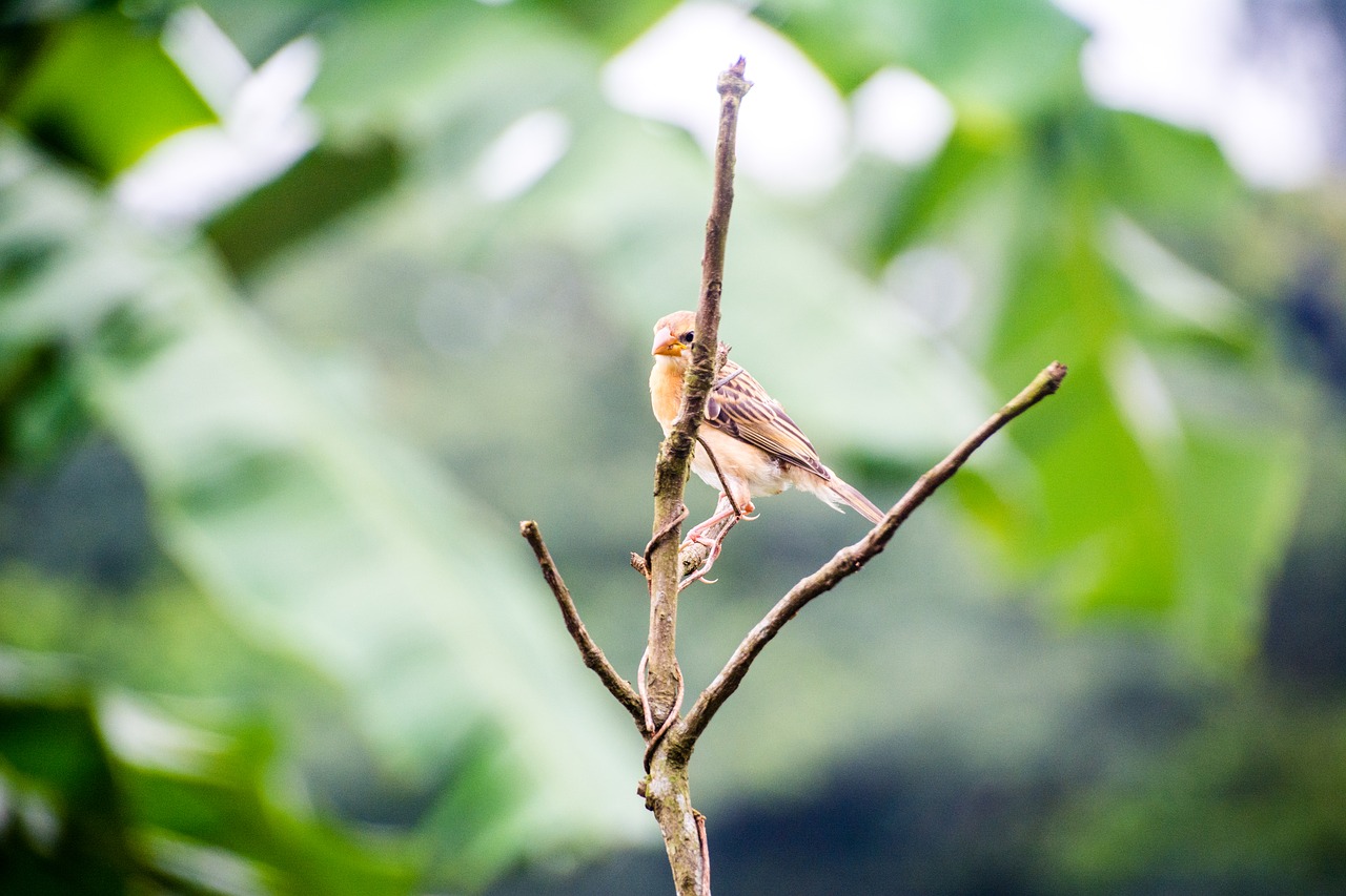 bird  nature  closeup free photo