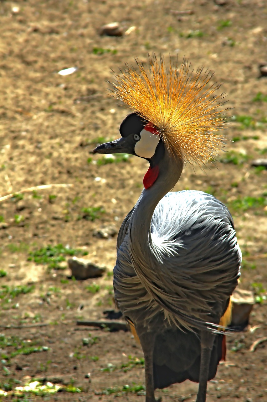 bird  color  nature free photo