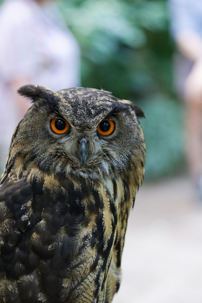 bird  owl  nature free photo