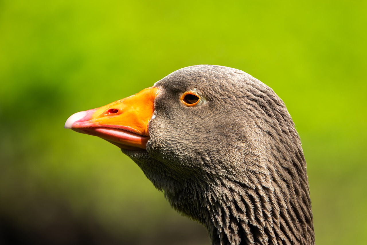 bird  goose  head free photo