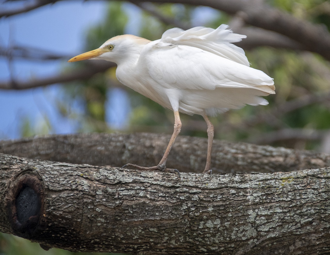 bird  sea bird  wildlife free photo