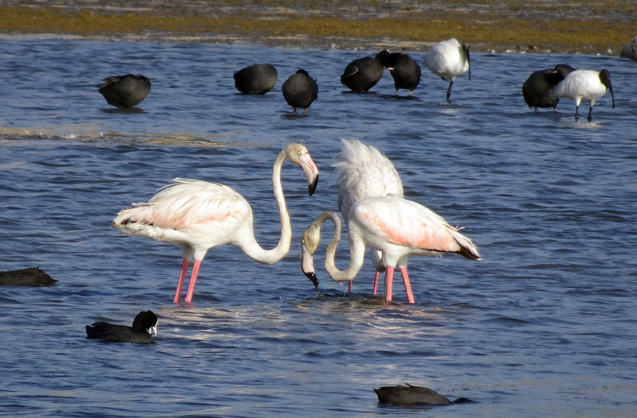 bird  greater flamingo  phoenicopterus roseus free photo