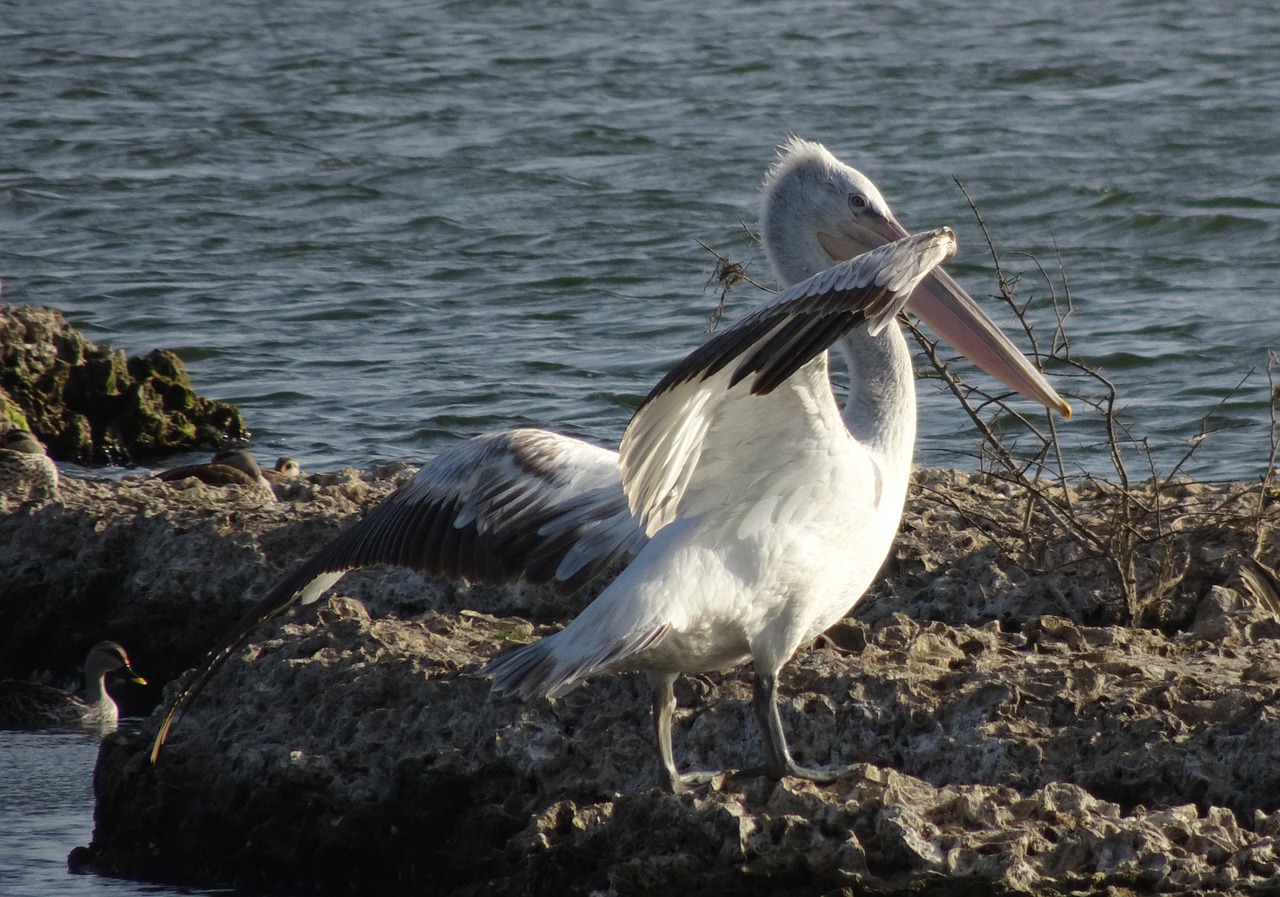 bird  great white pelican  pelecanus onocrotalus free photo