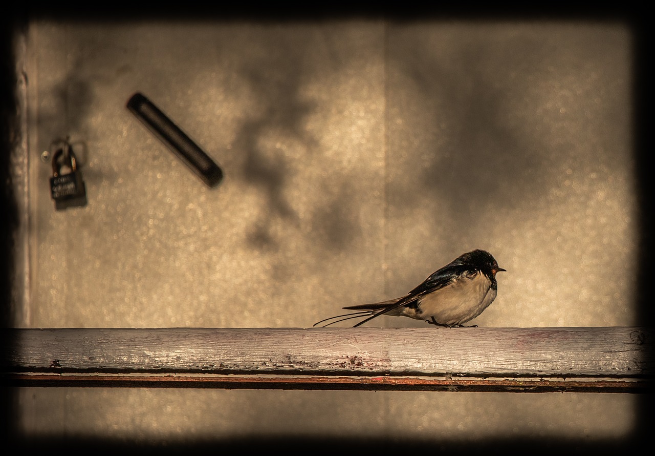 bird  swallow  railing free photo