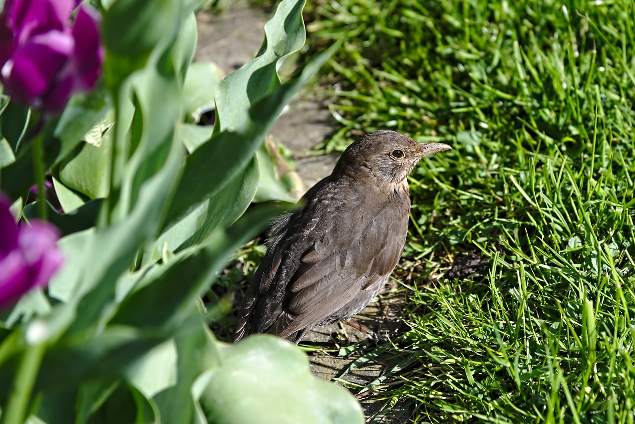 bird  blackbird  young bird free photo