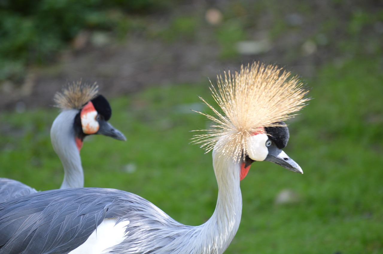 bird  feathers  nature free photo