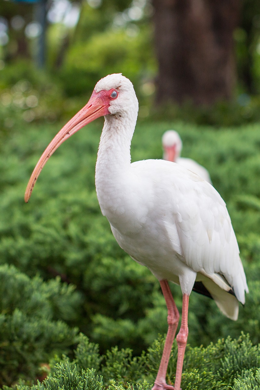 bird  white  florida free photo