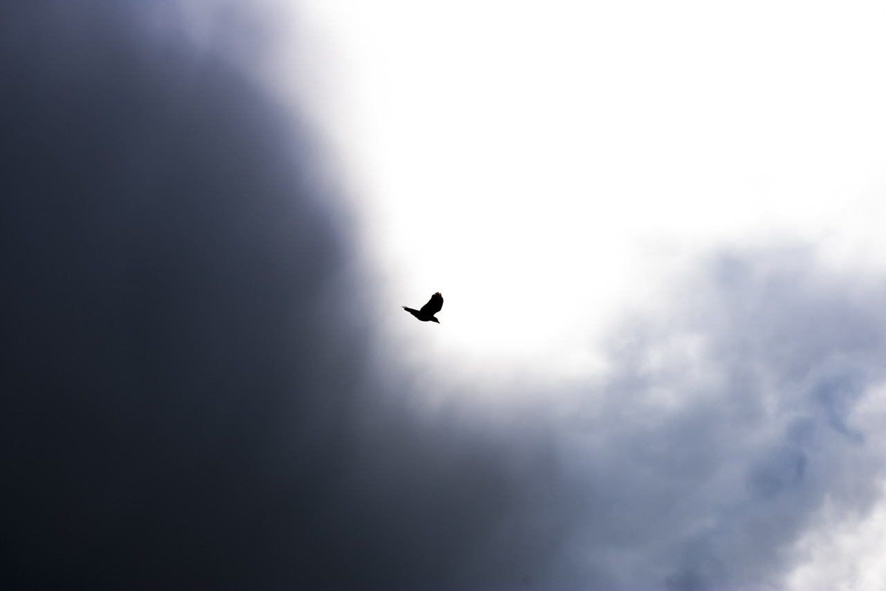 bird flying sky free photo