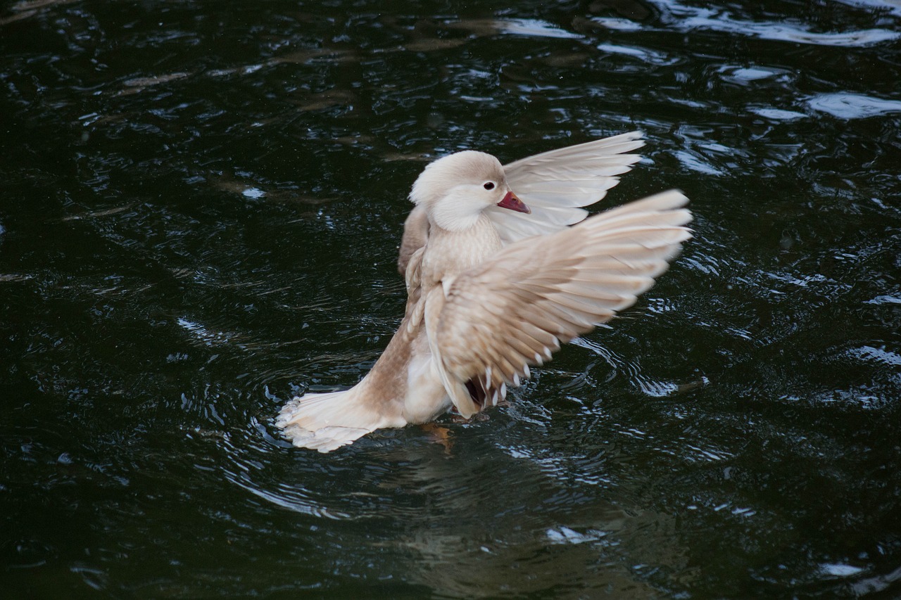 bird  duck  nature free photo