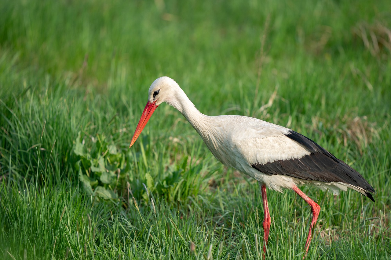 bird  nature  animal free photo