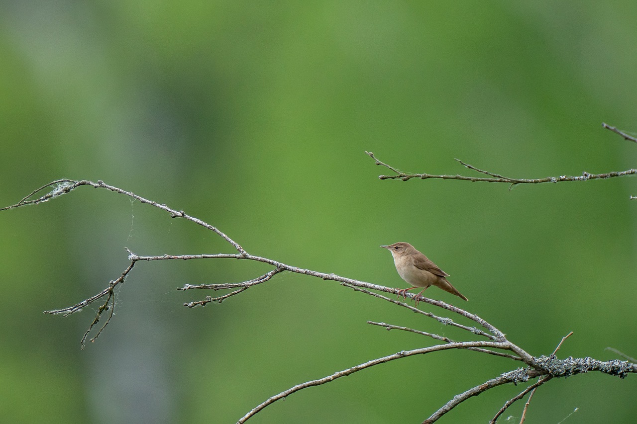 bird  avian  nature free photo