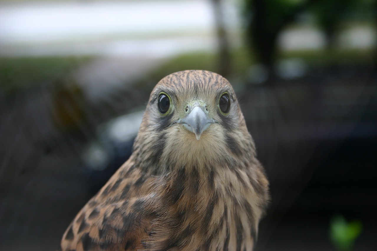 bird  young  animals free photo