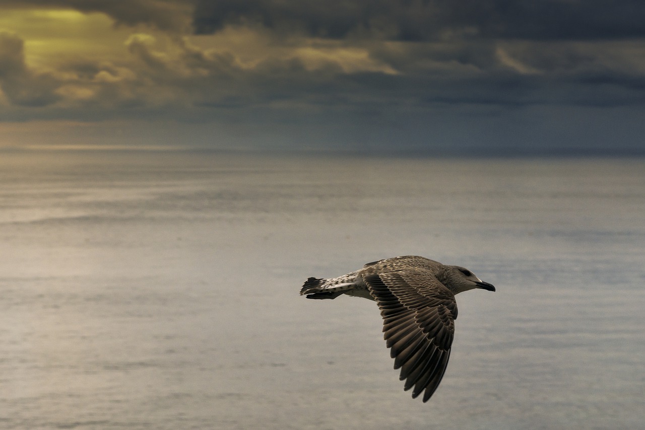 bird  sea  the sky free photo