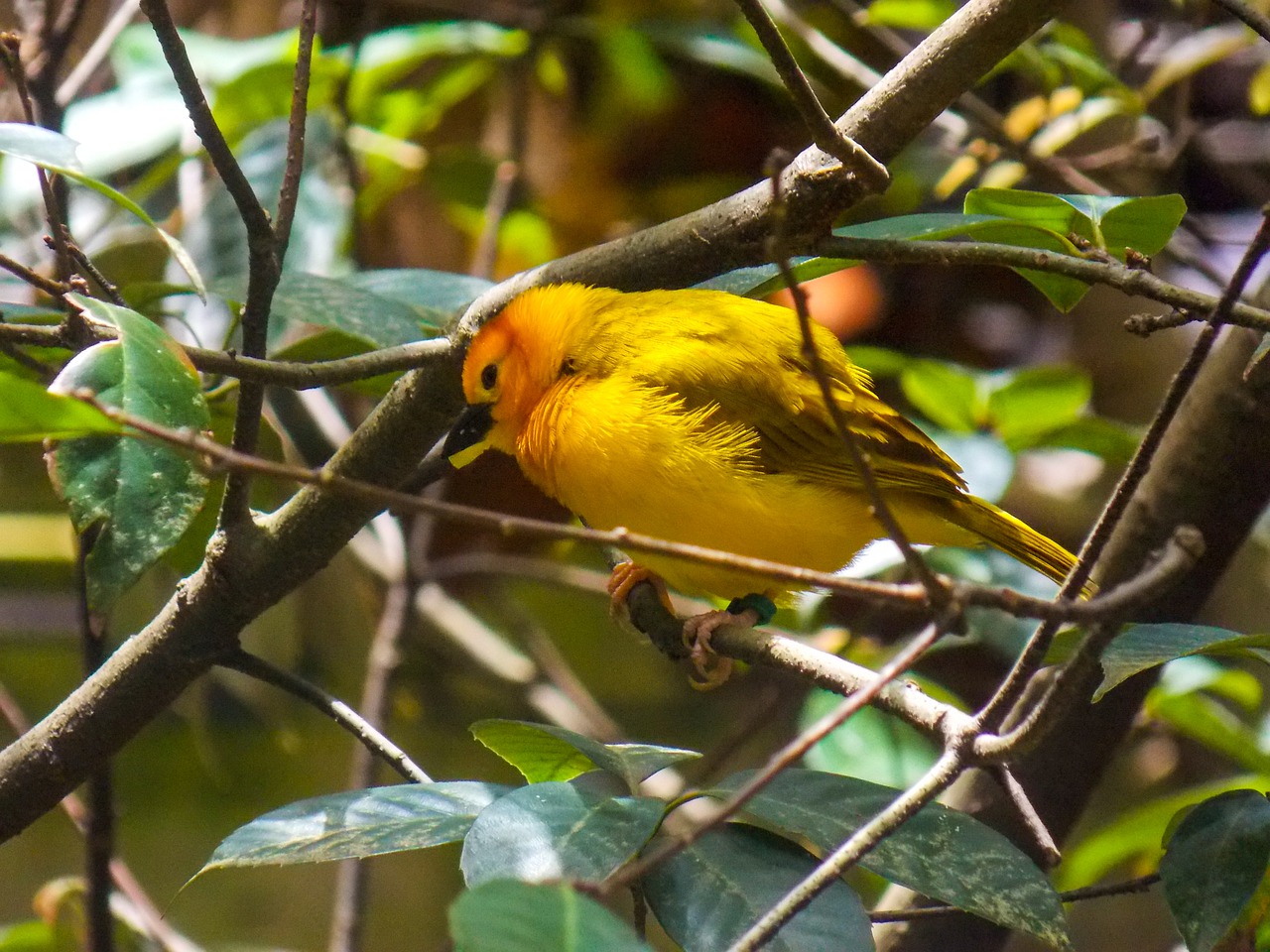 bird  tree  yellow free photo