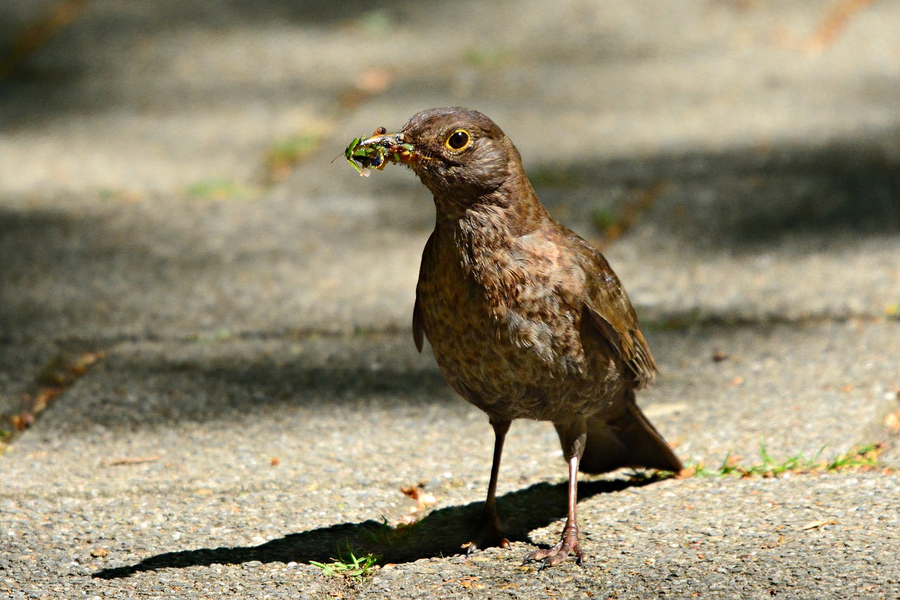 bird  animal  plumage free photo