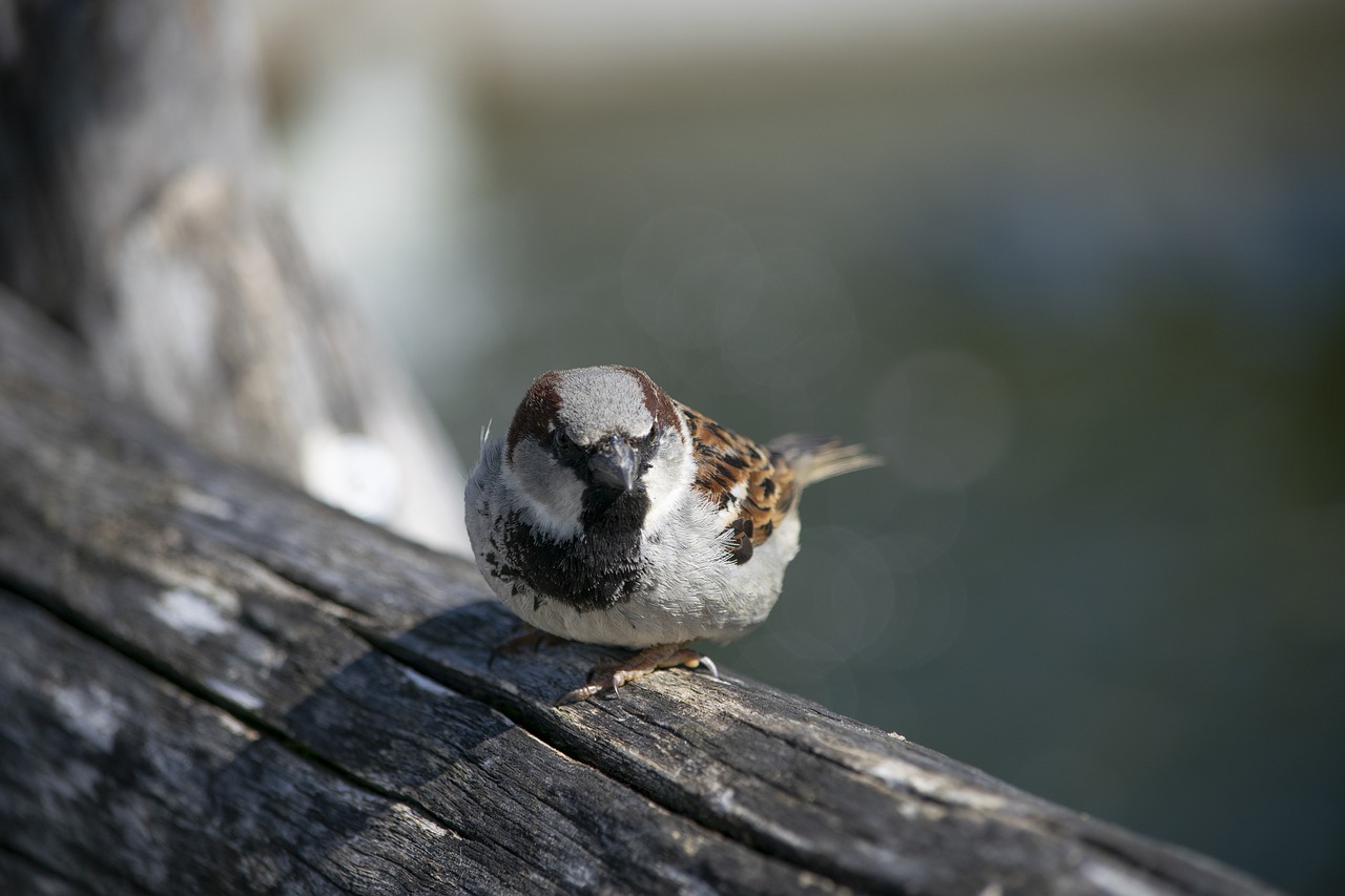 bird  sparrow  wood free photo
