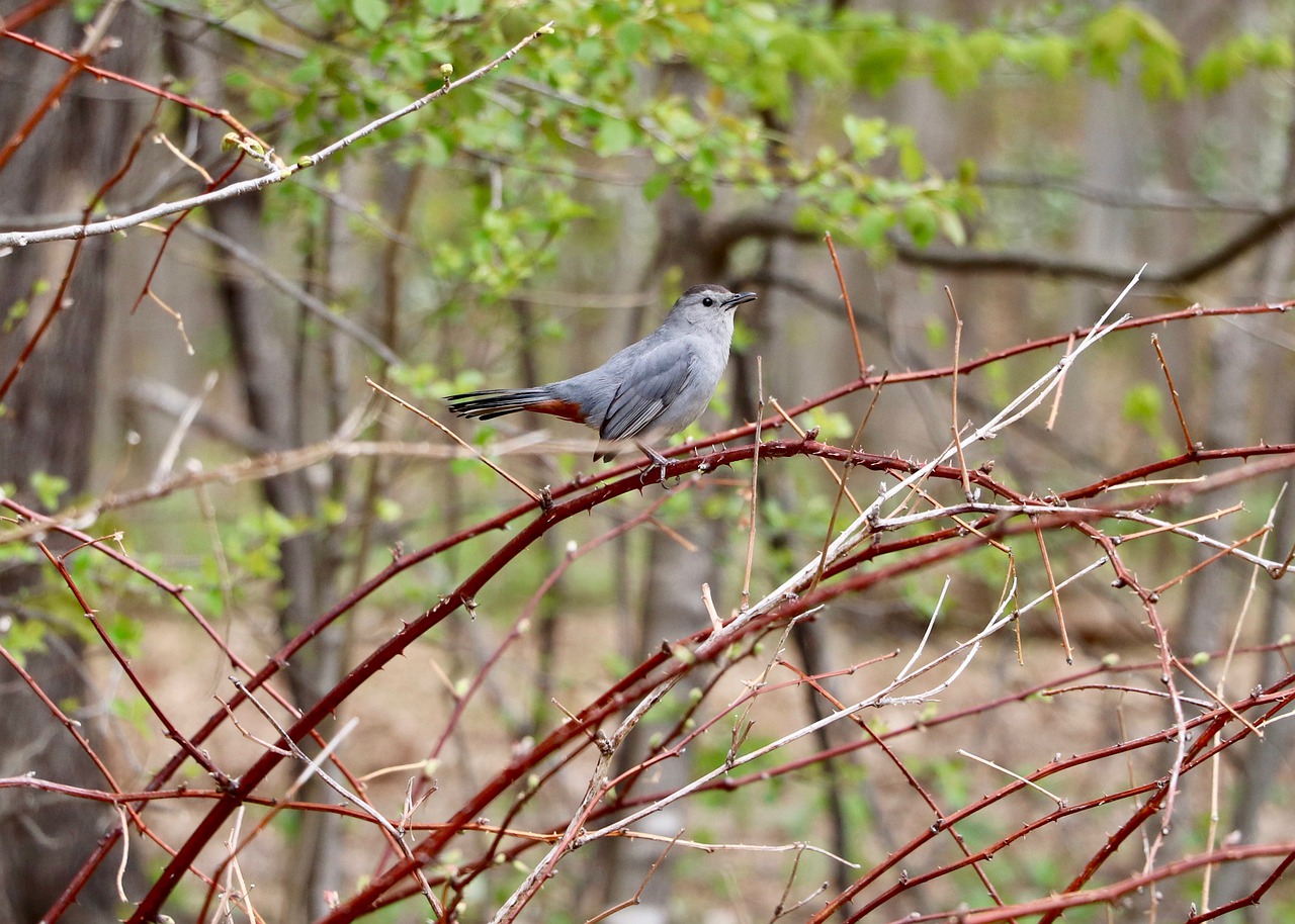 bird  nature  forest free photo