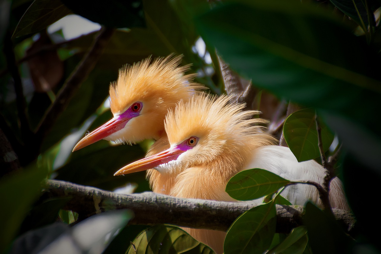 bird  petulu  bali free photo