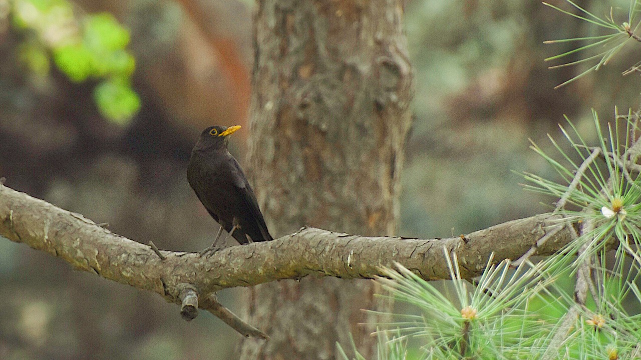 bird  blackbird  natural free photo