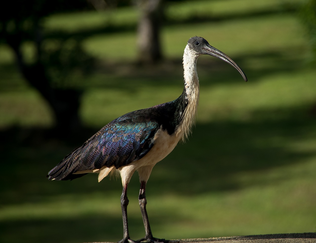 bird  straw necked ibis  threskiornis spinicollis free photo