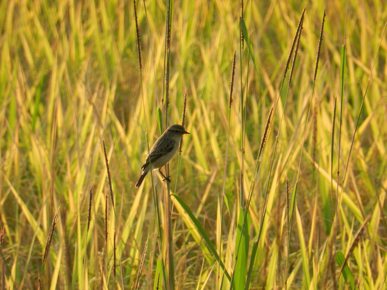 bird  wildlife  india free photo