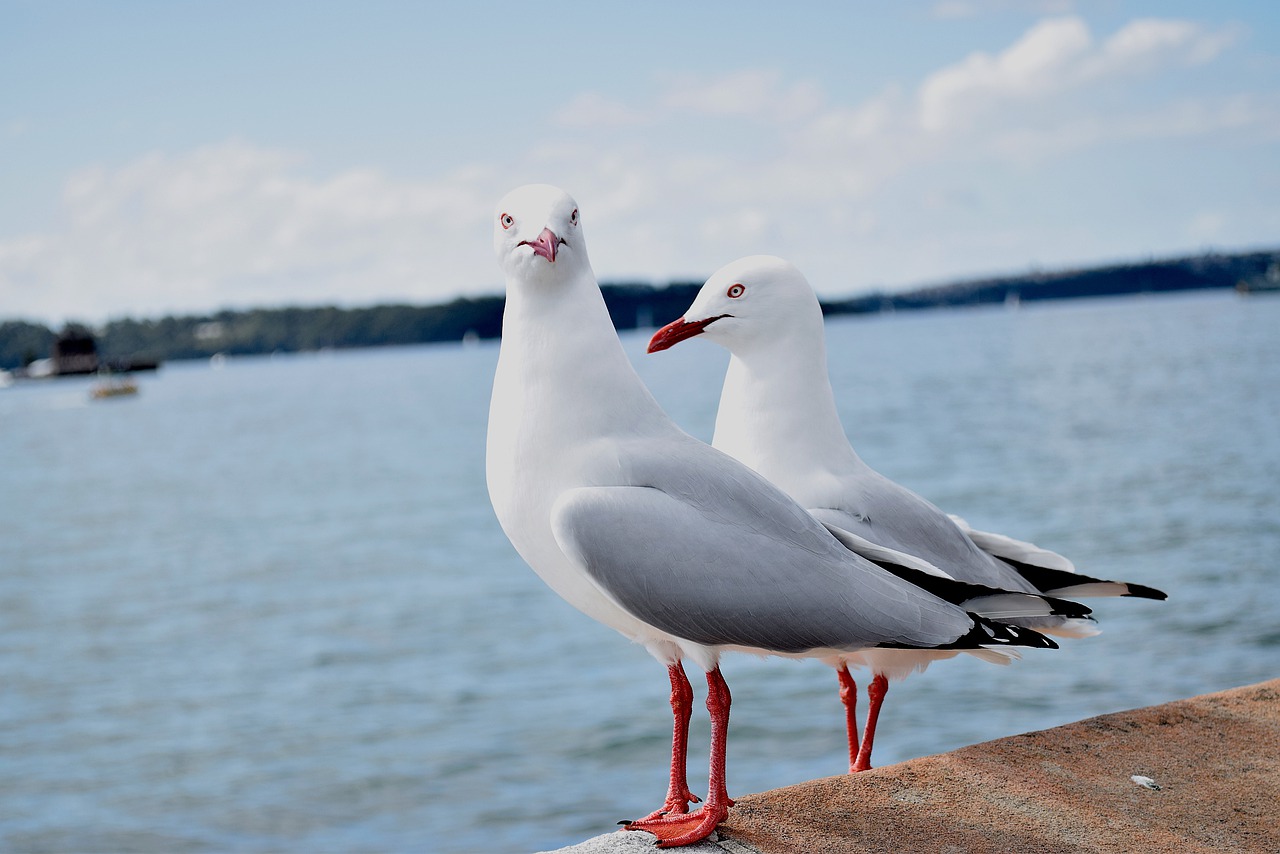 bird  ocean  nature free photo