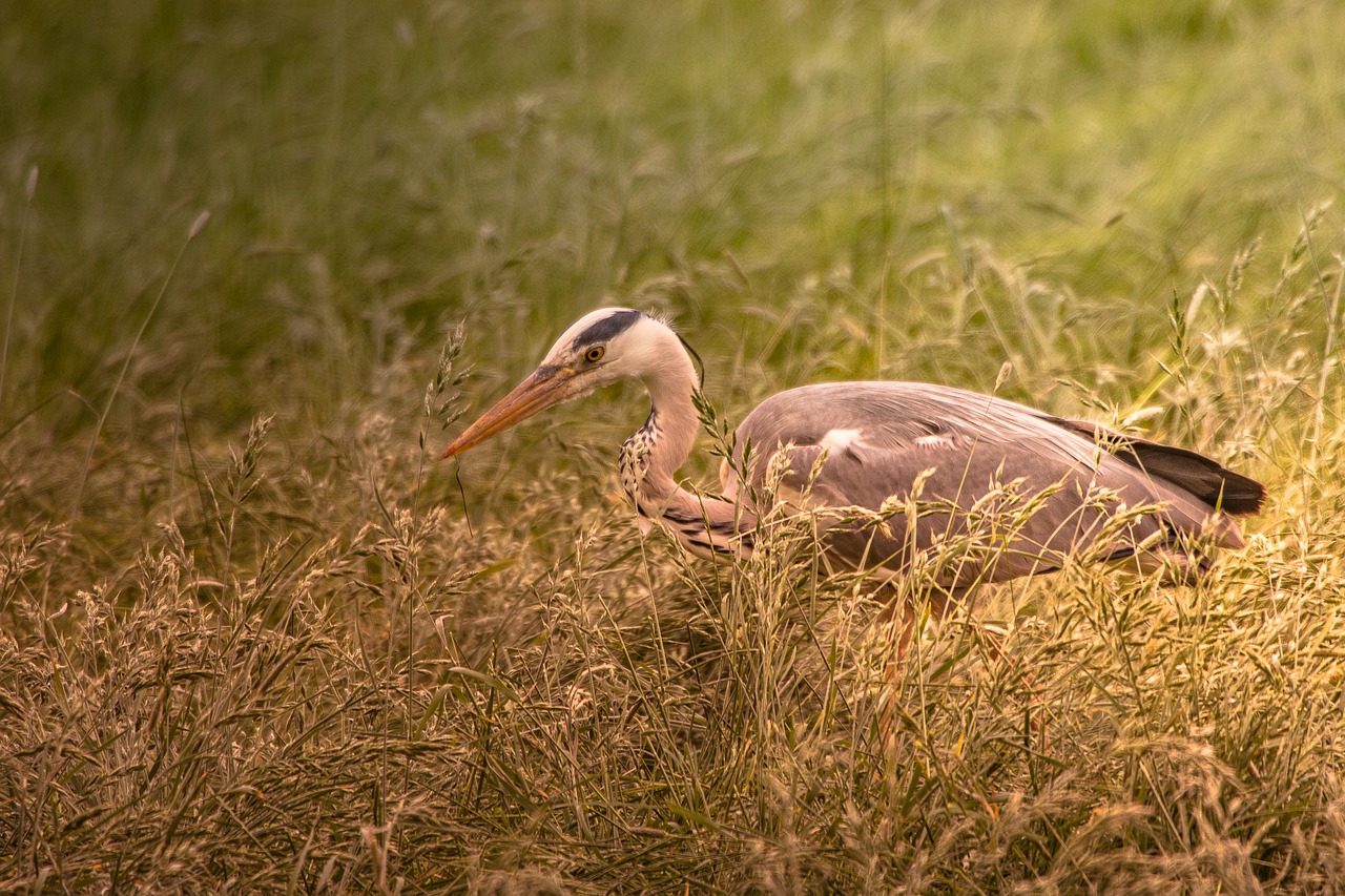 bird  animals  fauna free photo