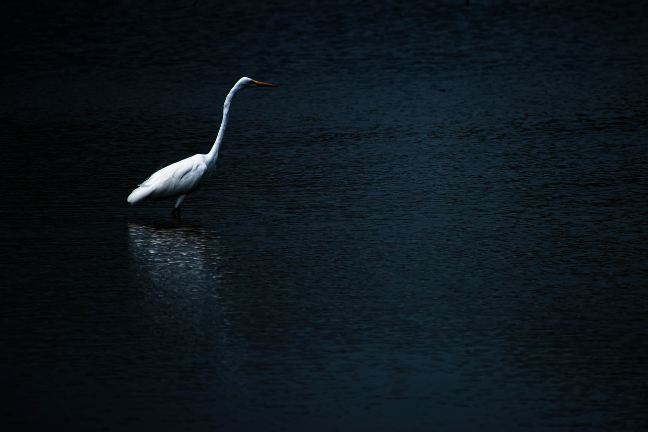 bird  lake  water free photo