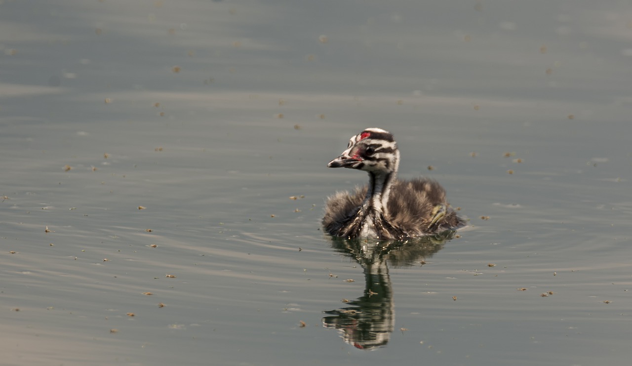 bird  nature  animal free photo