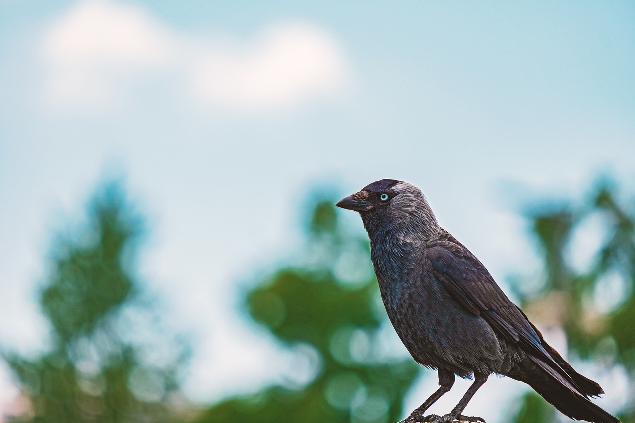 bird  black  animal free photo