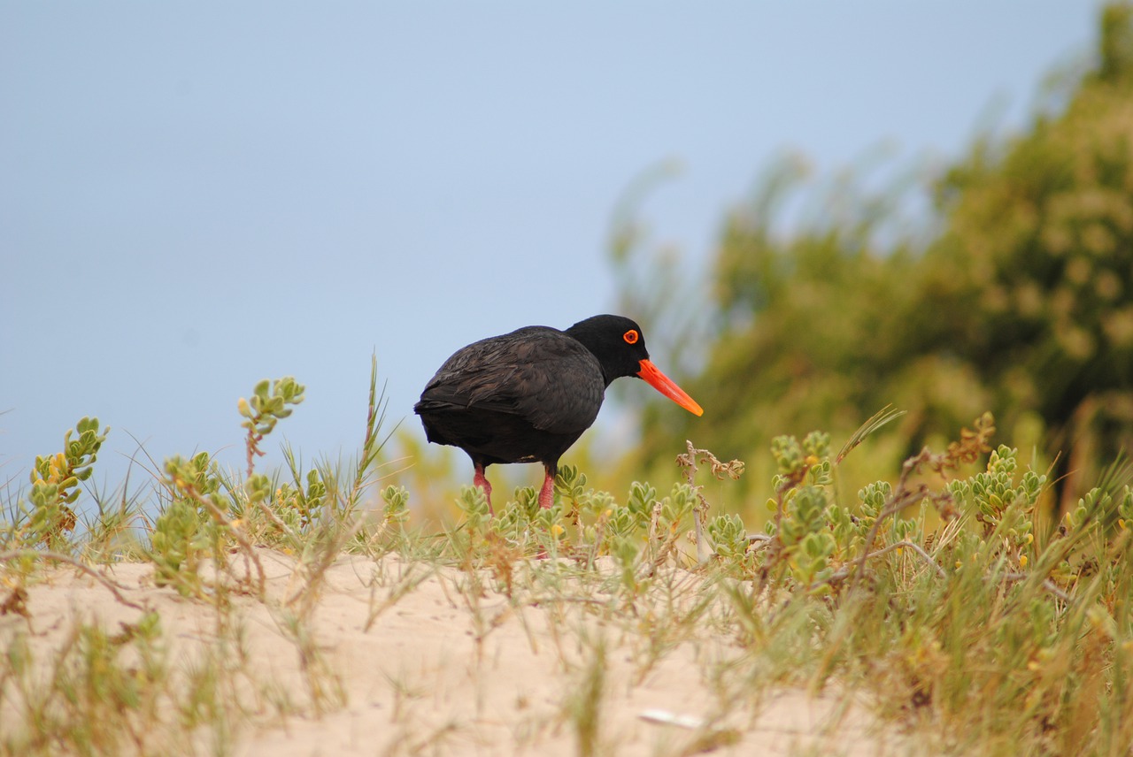 bird  water bird  nature free photo