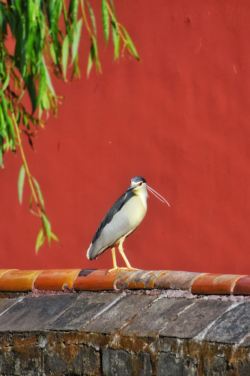 bird  red  animal free photo