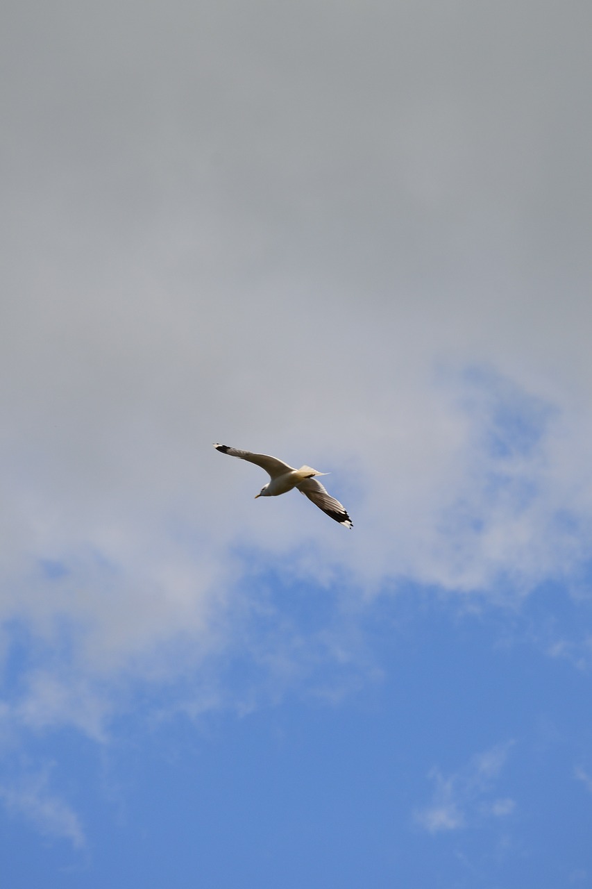 bird sky blue free photo