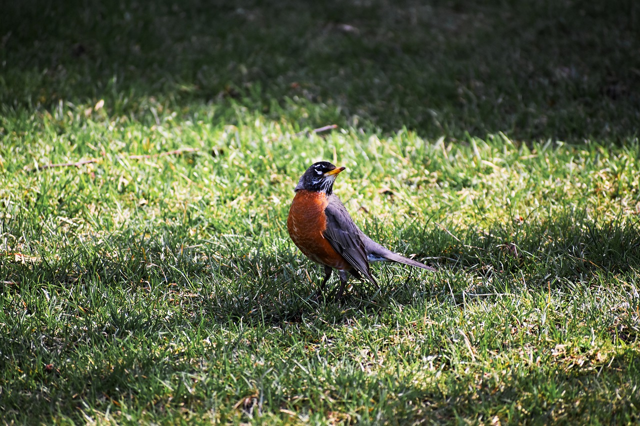 bird  robin  american robin free photo