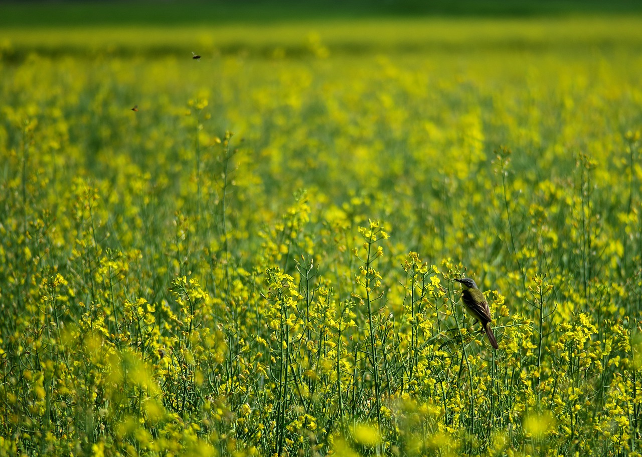 bird  field of rapeseeds  nature free photo