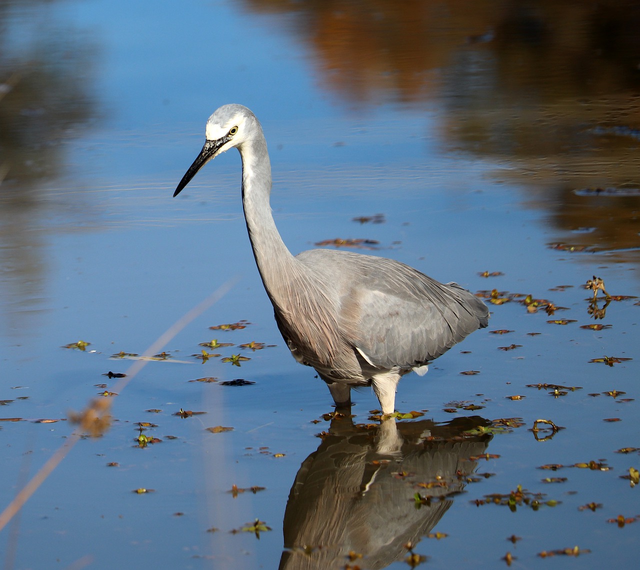 bird  heron  hunting free photo