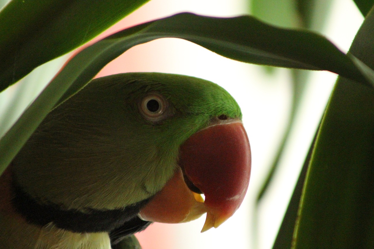 bird  parrot  animal free photo