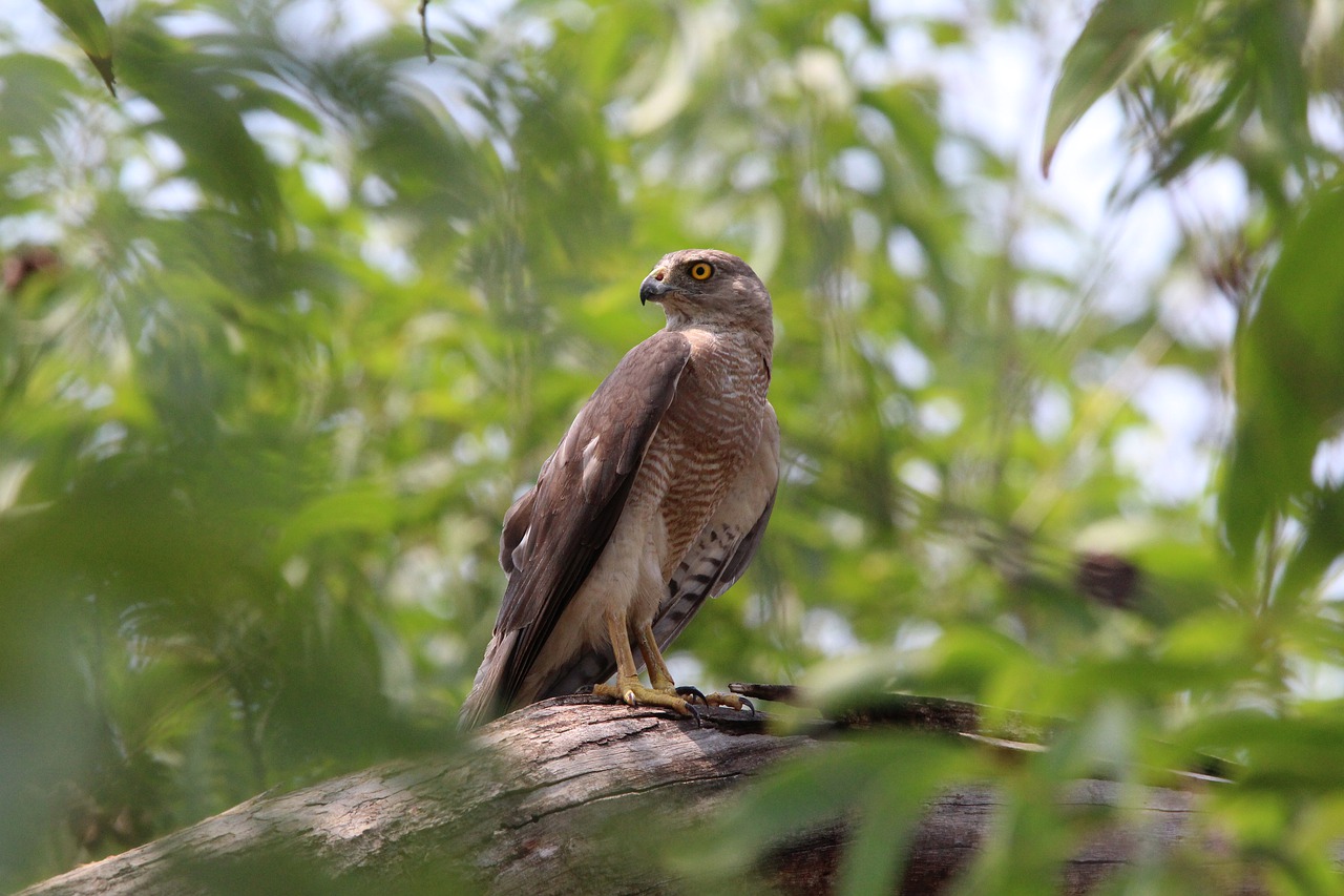 bird  raptor  nature free photo