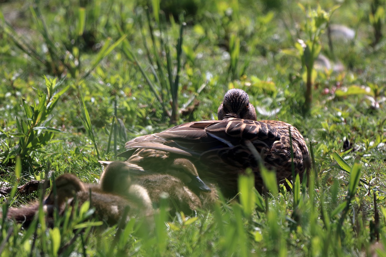 bird  nature  animal free photo