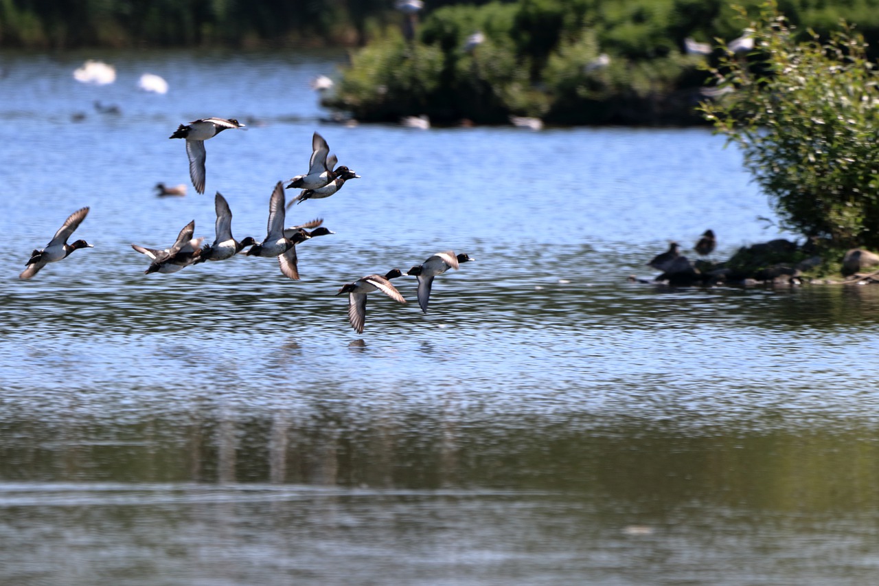 bird  nature  animal free photo