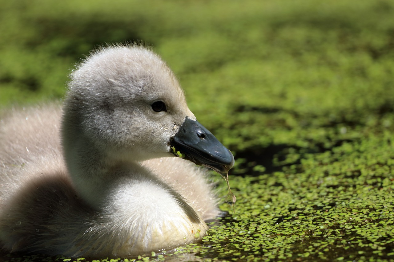 bird  nature  animal free photo