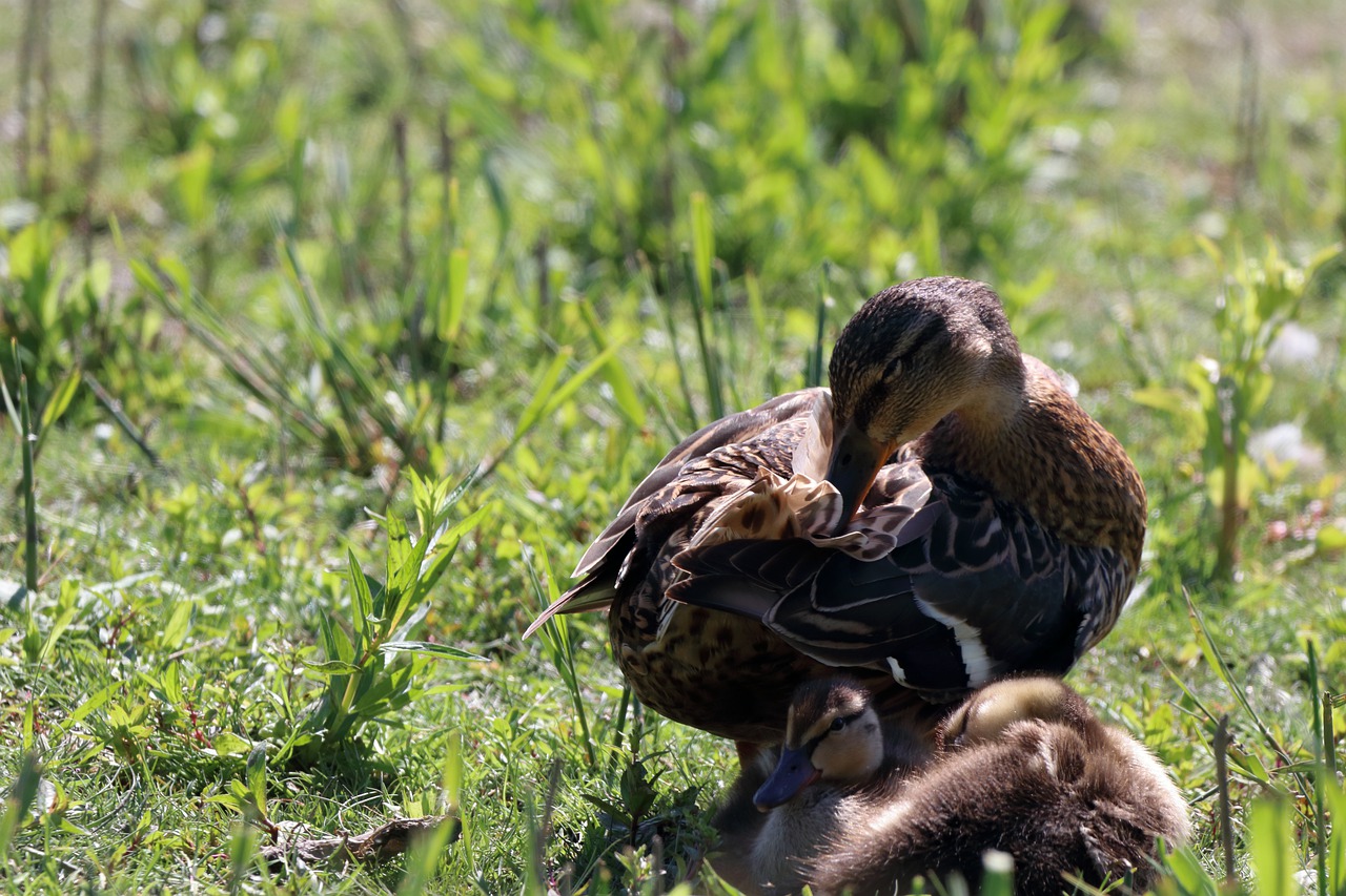 bird  nature  animal free photo