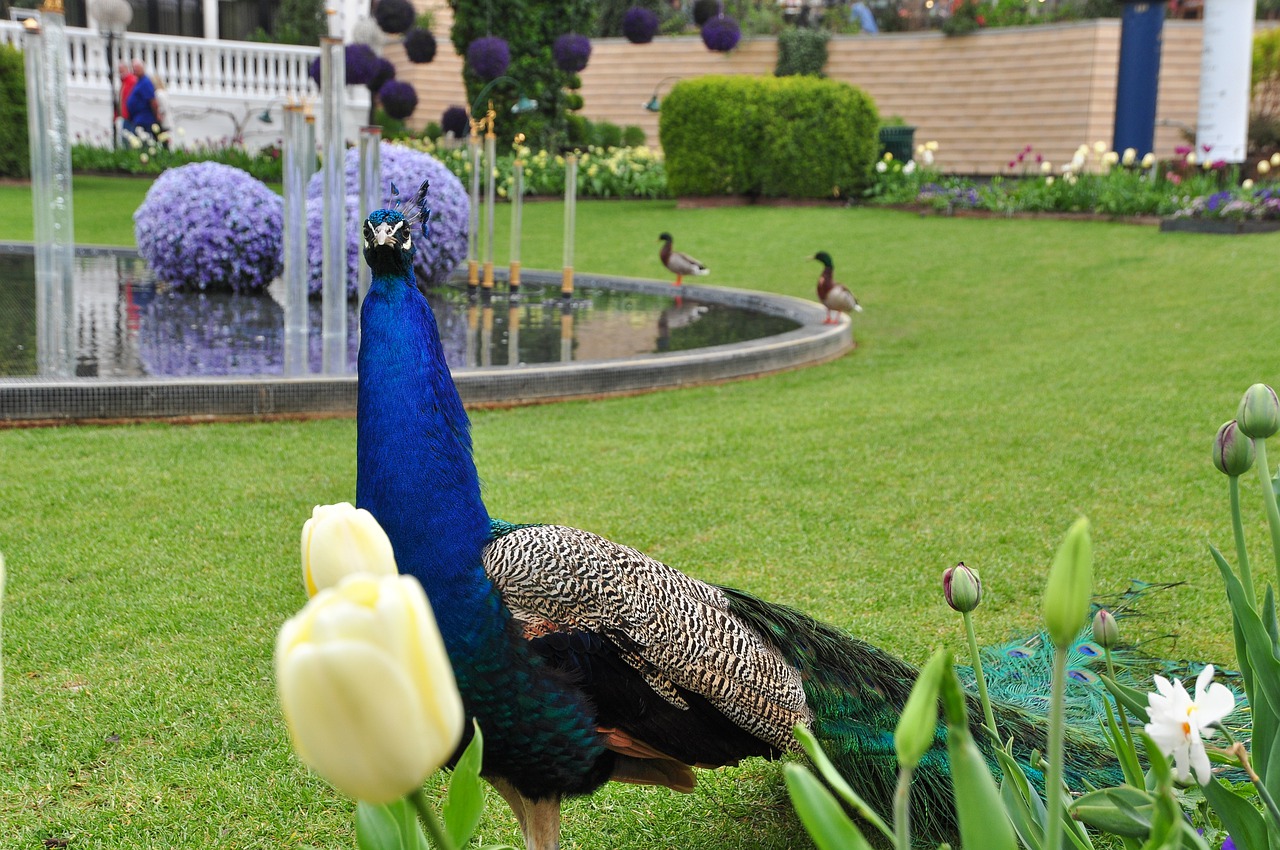 bird  peacock  feather free photo