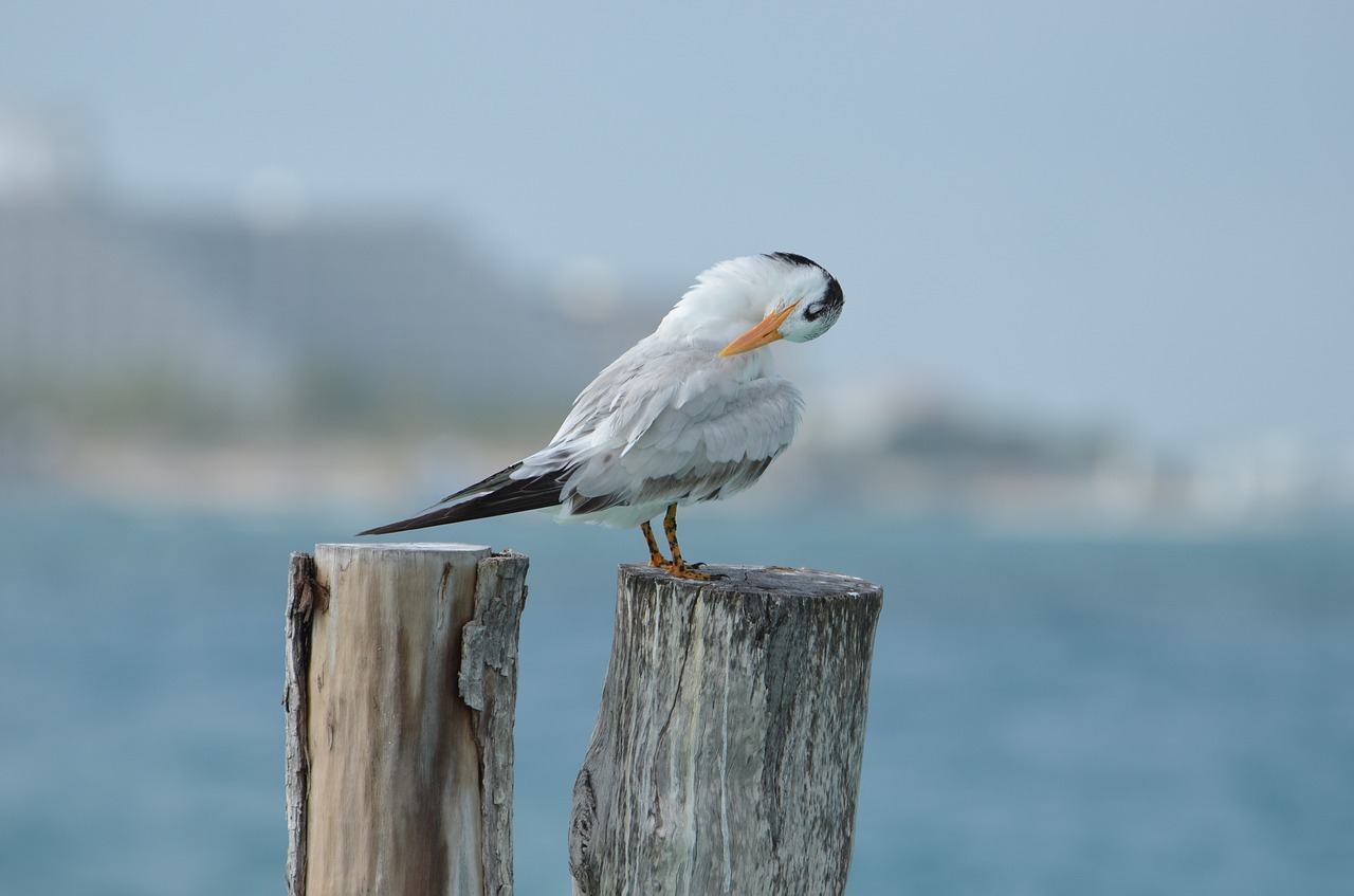 bird seagull beach free photo