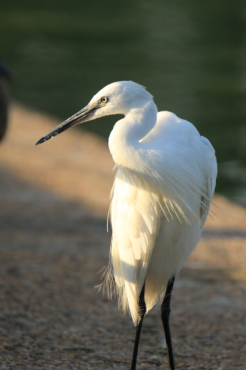 bird  little egret  white free photo